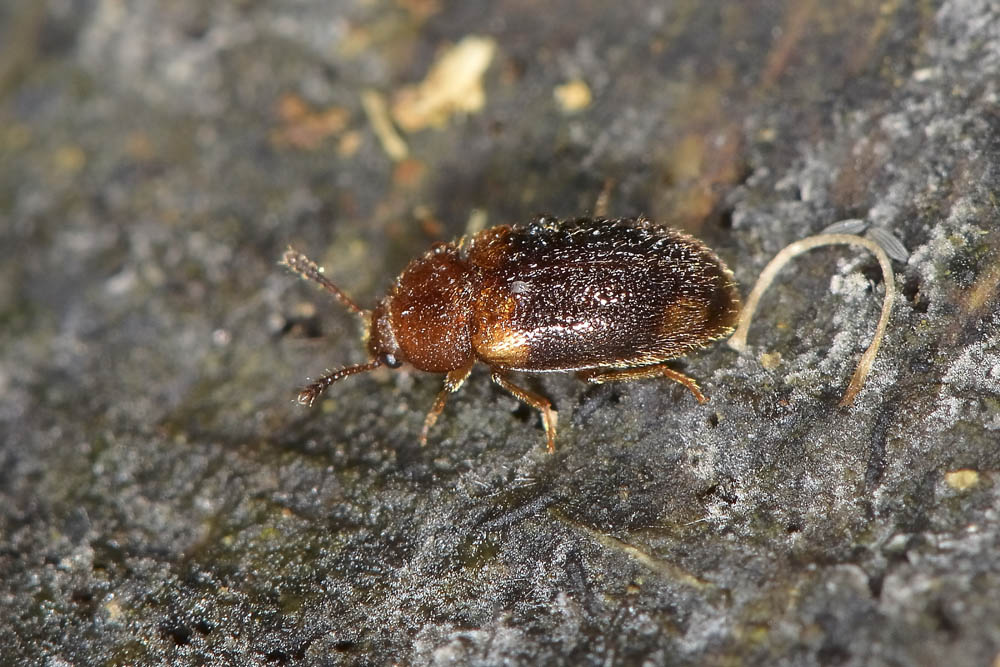 Triphyllus bicolor?